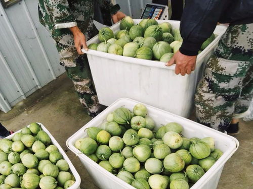 农产品区域公用品牌“济宁礼飨”搭乘中国速度，驶向全国