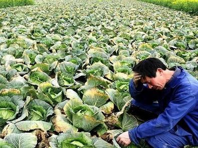 农产品滞销加剧，这3个原因是根本，农民必须了解