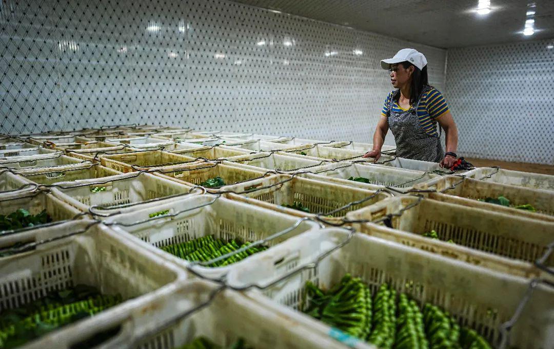 疫情之下农产品上行之路如何更通畅?